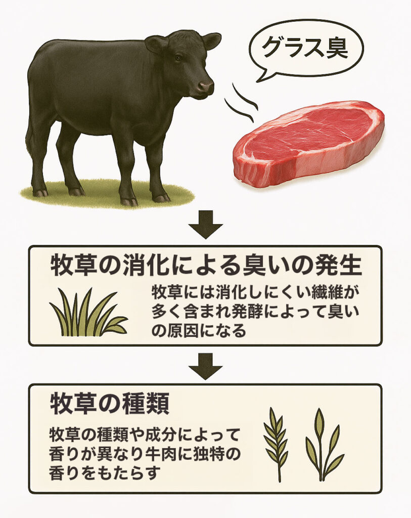 グラスフェッド(牧草飼育)によるグラス臭