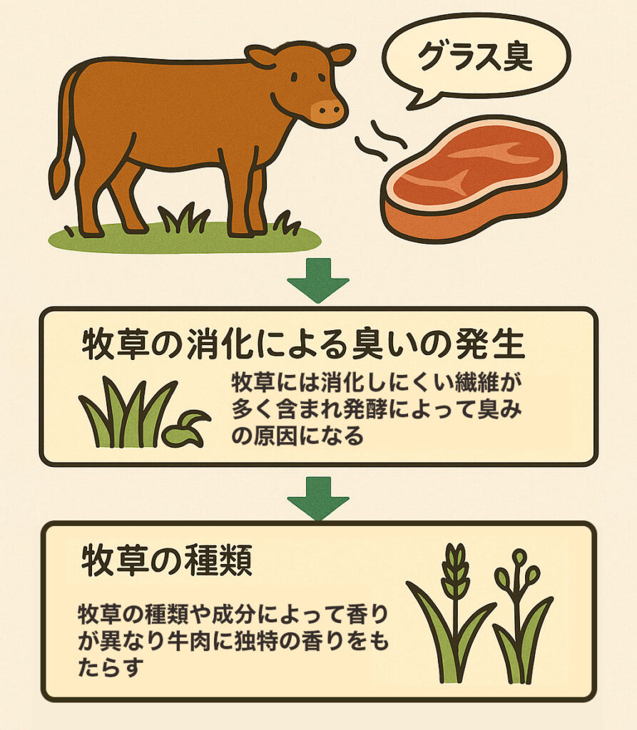 グラスフェッド(牧草飼育)によるグラス臭