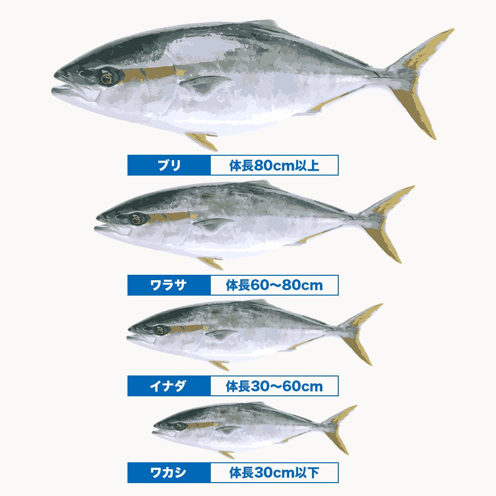 大きさごとの地域による呼び名の違い