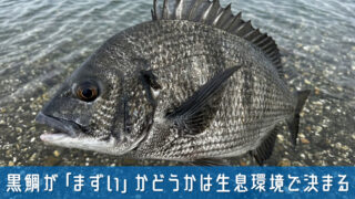 黒鯛が「まずい」かどうかは生息環境で決まる？知っておきたい味の真実