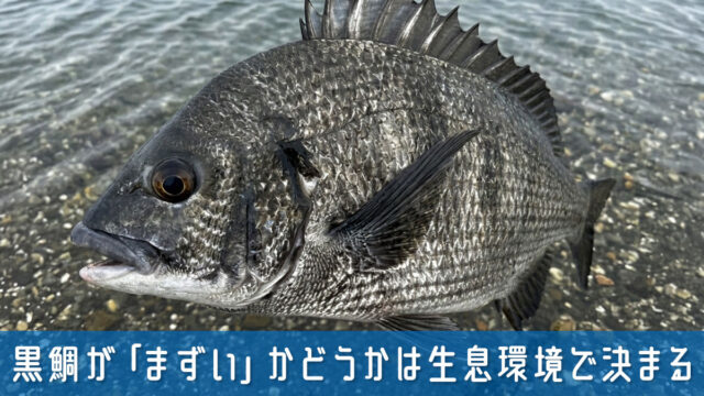 黒鯛が「まずい」かどうかは生息環境で決まる？知っておきたい味の真実