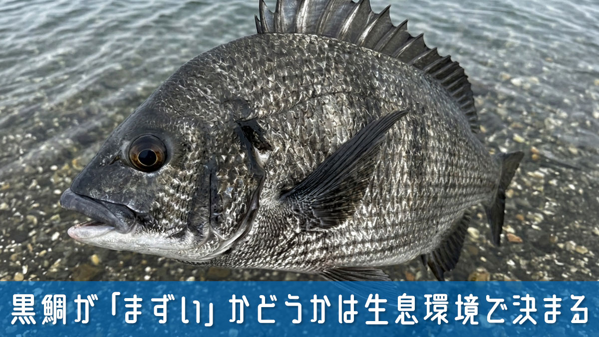 黒鯛が「まずい」かどうかは生息環境で決まる？知っておきたい味の真実