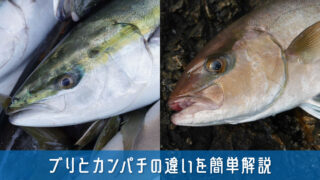 ブリとカンパチの違いを簡単解説！見た目や味の違いがわかる完全ガイド