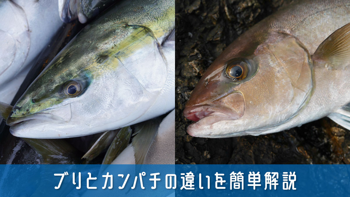 ブリとカンパチの違いを簡単解説！見た目や味の違いがわかる完全ガイド