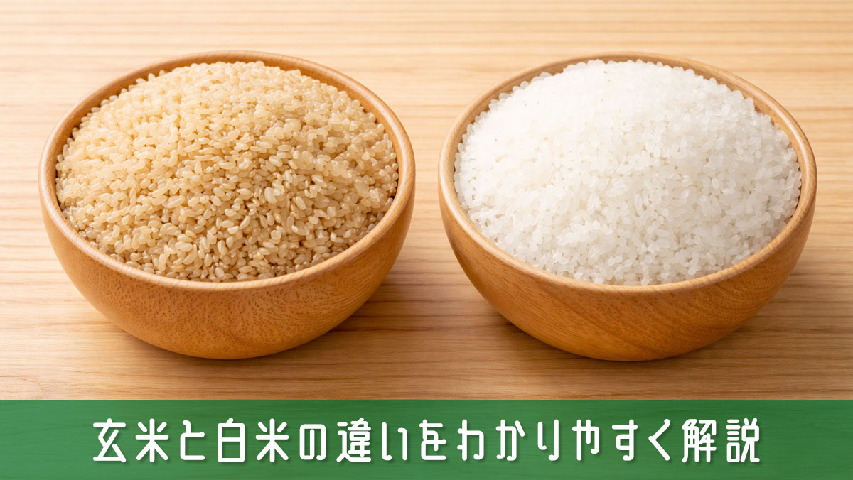 玄米と白米の違いをわかりやすく解説！それぞれの特徴と選び方のコツ