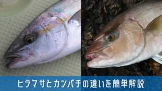 ヒラマサとカンパチの違いを簡単解説！味と見分け方のポイントまとめ
