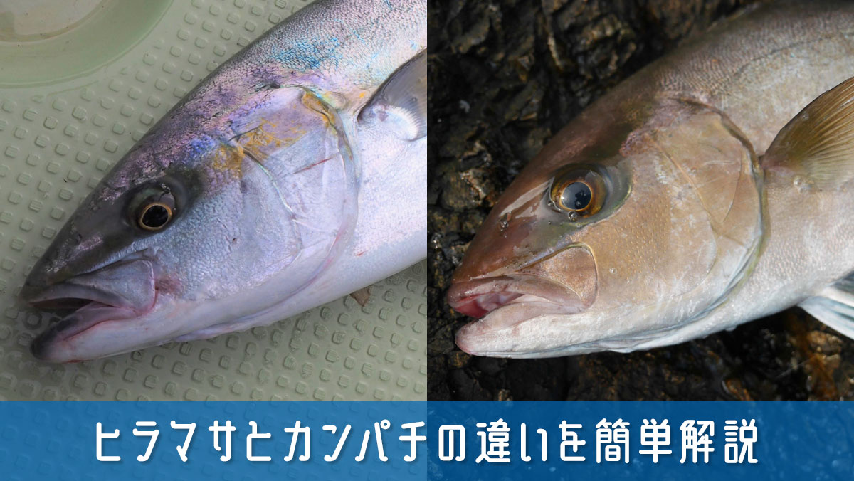ヒラマサとカンパチの違いを簡単解説！味と見分け方のポイントまとめ