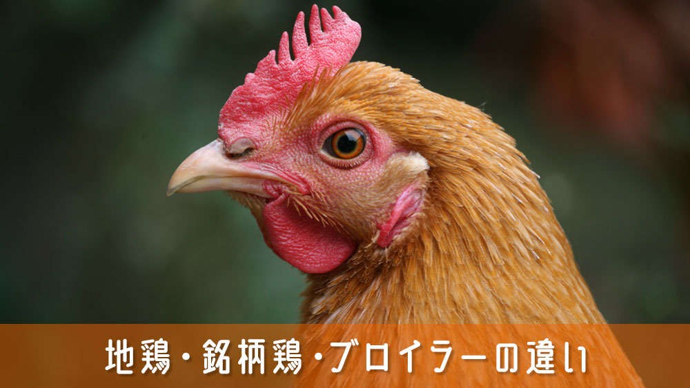 地鶏・銘柄鶏・ブロイラーの違いを徹底解説！美味しさの秘密とは