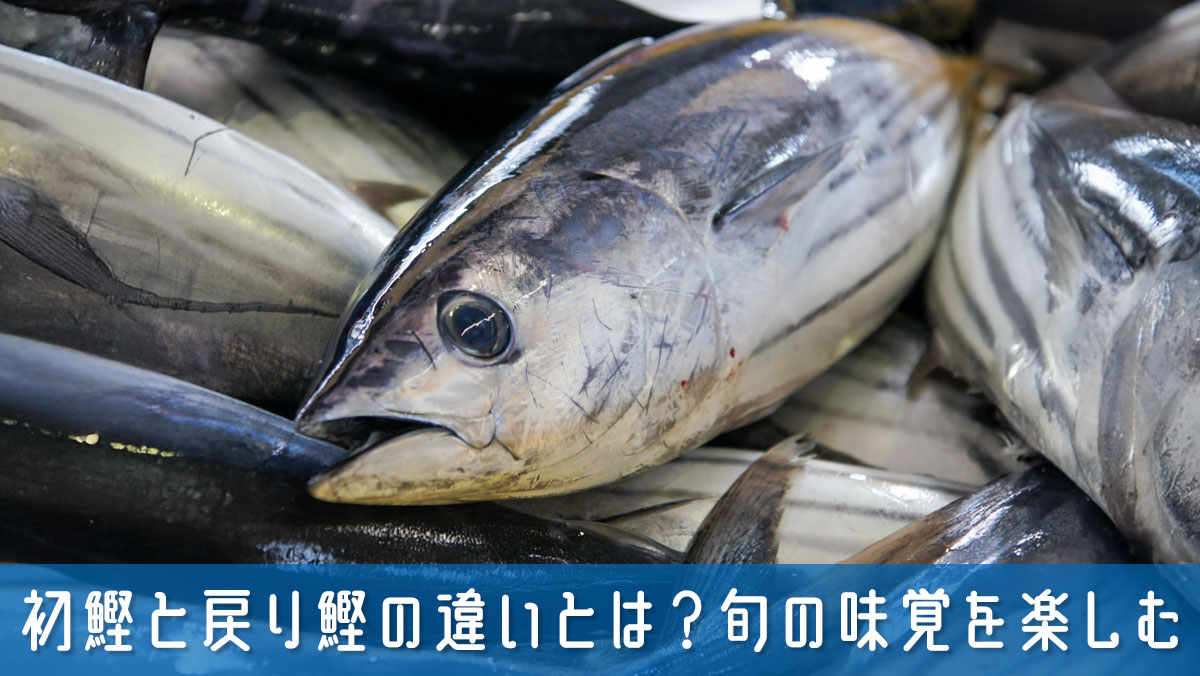 初鰹と戻り鰹の違いとは？旬の味覚を最大限に楽しむコツを紹介