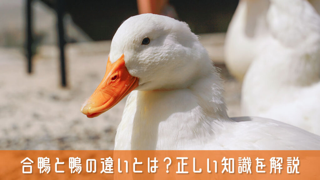 合鴨と鴨の違いとは?購入前に知っておきたい正しい知識をやさしく解説|食ノート