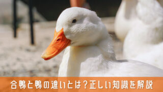 合鴨と鴨の違いとは？購入前に知っておきたい正しい知識をやさしく解説