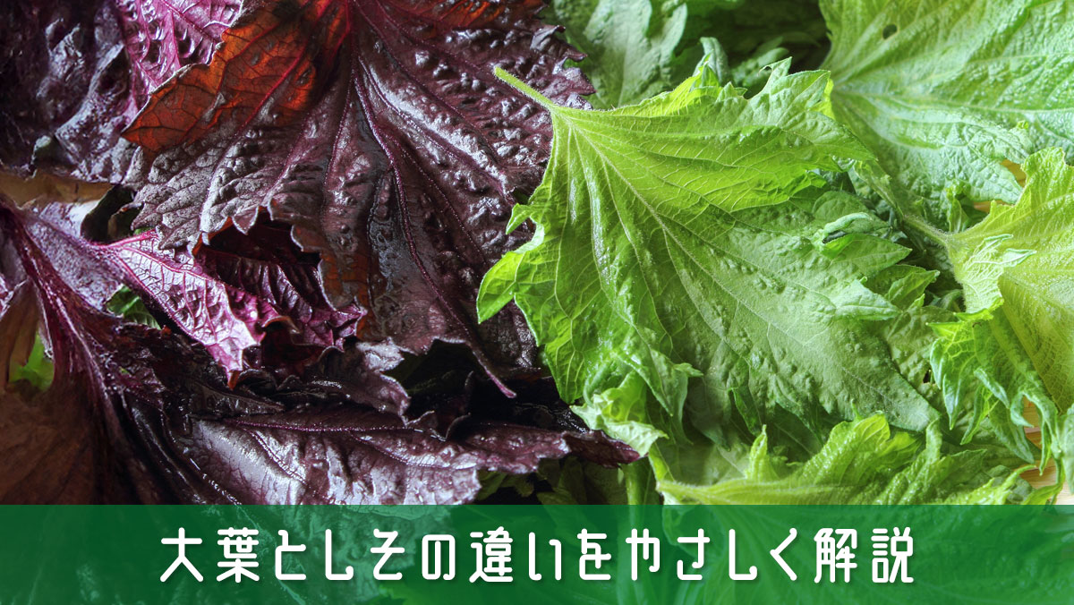 大葉としその違いをやさしく解説！今までのモヤモヤがスッキリ解消