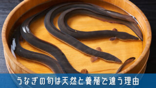 うなぎの旬って夏じゃないの？天然と養殖でまったく違うその理由