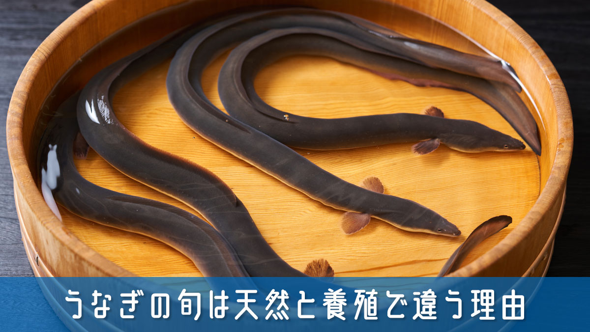 うなぎの旬って夏じゃないの？天然と養殖でまったく違うその理由