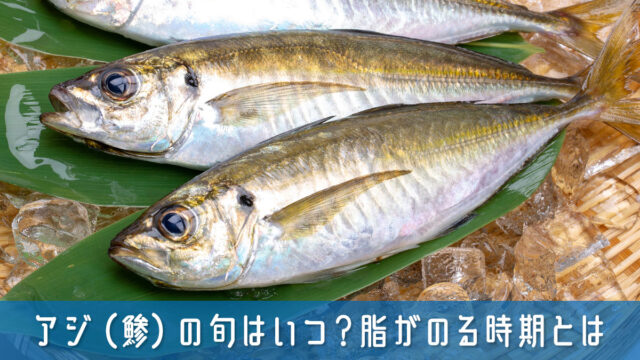 アジ（鯵）の旬はいつ？料理好きも釣り人も必見！脂がのる美味しい時期とは