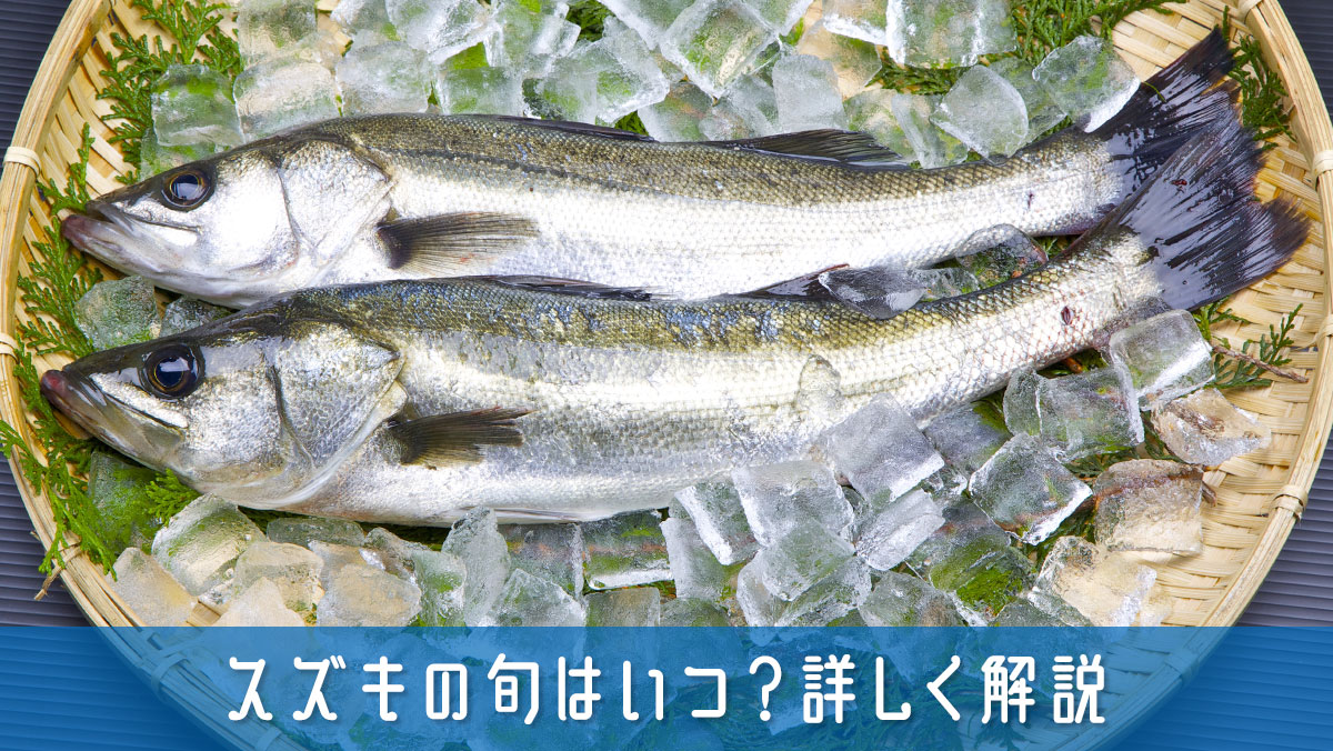 スズキの旬はいつ？美味しさの理由や選び方から保存方法まで詳しく解説