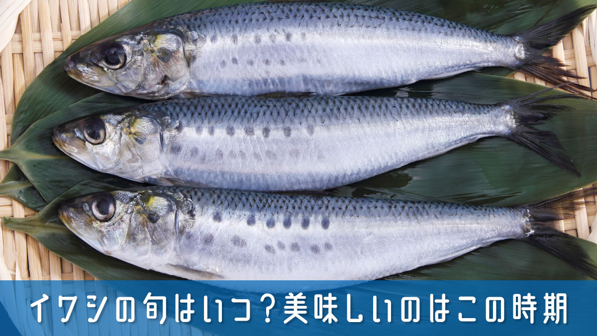 イワシの旬はいつ？美味しいのはこの時期！失敗しない選び方＆保存法