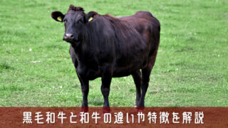 黒毛和牛と和牛の違いって何？違いや特徴をわかりやすく解説