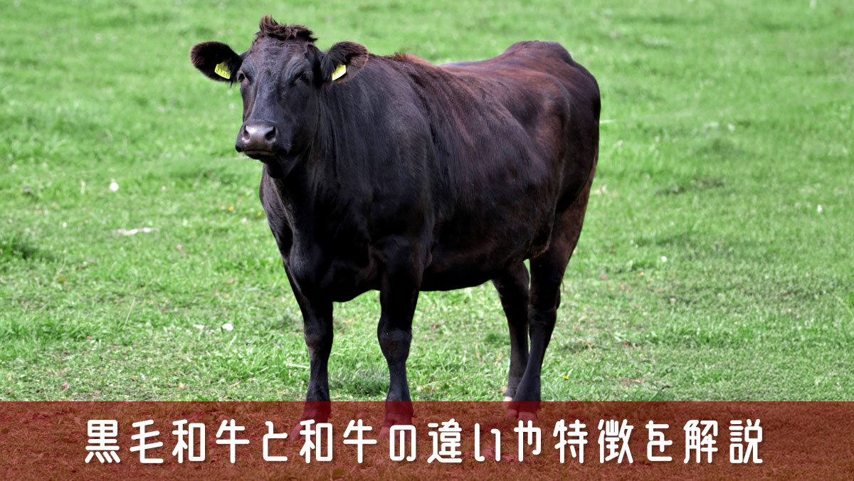黒毛和牛と和牛の違いって何？違いや特徴をわかりやすく解説