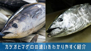 カツオとマグロの違いをわかりやすく紹介！見た目・味・食感の比較