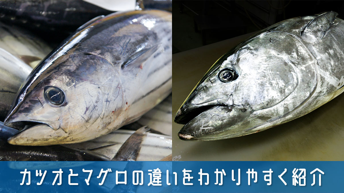カツオとマグロの違いをわかりやすく紹介！見た目・味・食感の比較