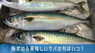 サバの旬はいつ？脂がのる美味しい時期とアニサキス対策まで簡単解説