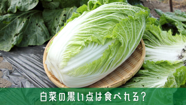 白菜の黒い点は食べれる？気になる味の変化や腐敗との違いを簡単解説