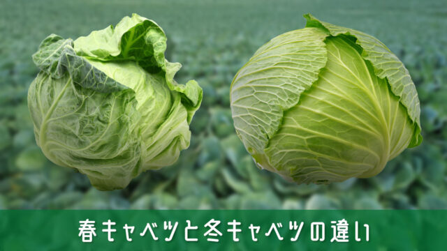 春キャベツと冬キャベツの違いとは？料理好きなら知っておきたい基礎知識