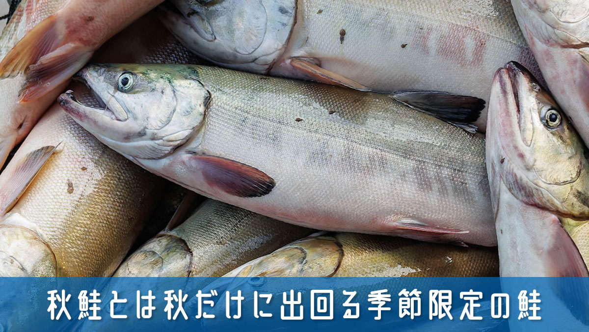 秋鮭とは秋だけに出回る季節限定の鮭？特徴とおすすめの食べ方を紹介