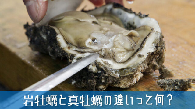 岩牡蠣と真牡蠣の違いって何？料理初心者でも選びやすい比較ポイント