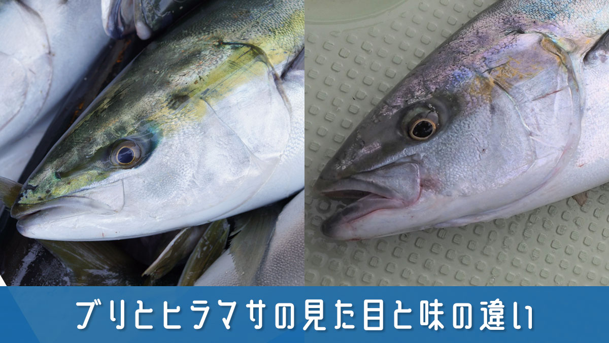 ヒラマサとブリの見た目と味の違いが誰でも解るように簡単解説