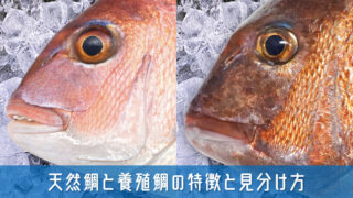 天然鯛と養殖鯛の見分け方と特徴を徹底解説！それぞれの魅力と選び方