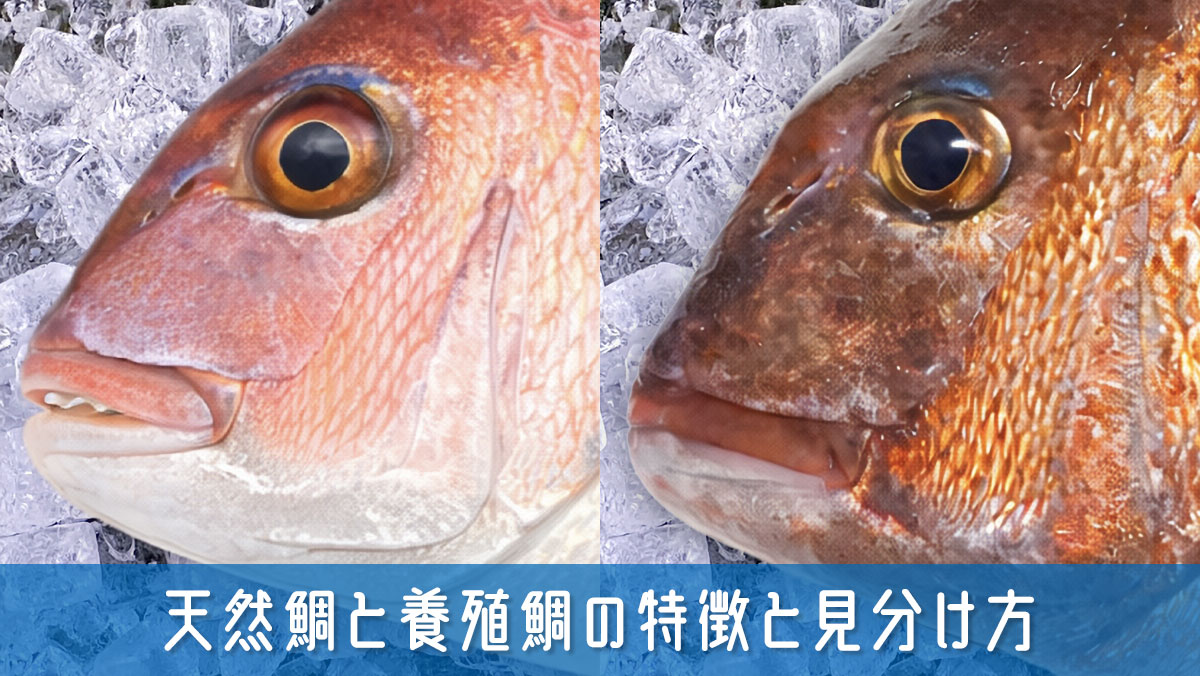 天然鯛と養殖鯛の見分け方と特徴を徹底解説！それぞれの魅力と選び方