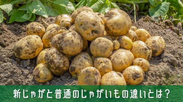 新じゃがと普通のじゃがいもの違いとは？特徴と使い分けを簡単解説