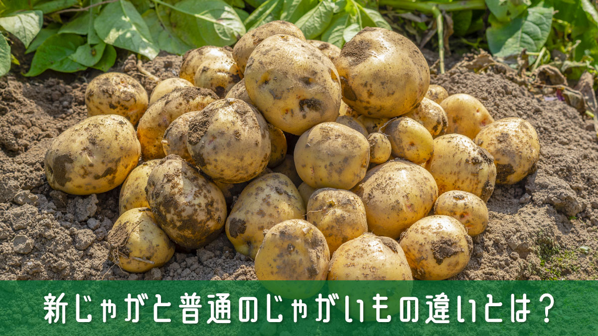 新じゃがと普通のじゃがいもの違いとは？特徴と使い分けを簡単解説