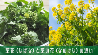 菜花と菜の花の違いがよくわからない！呼び方の裏にある食用と観賞用の違い