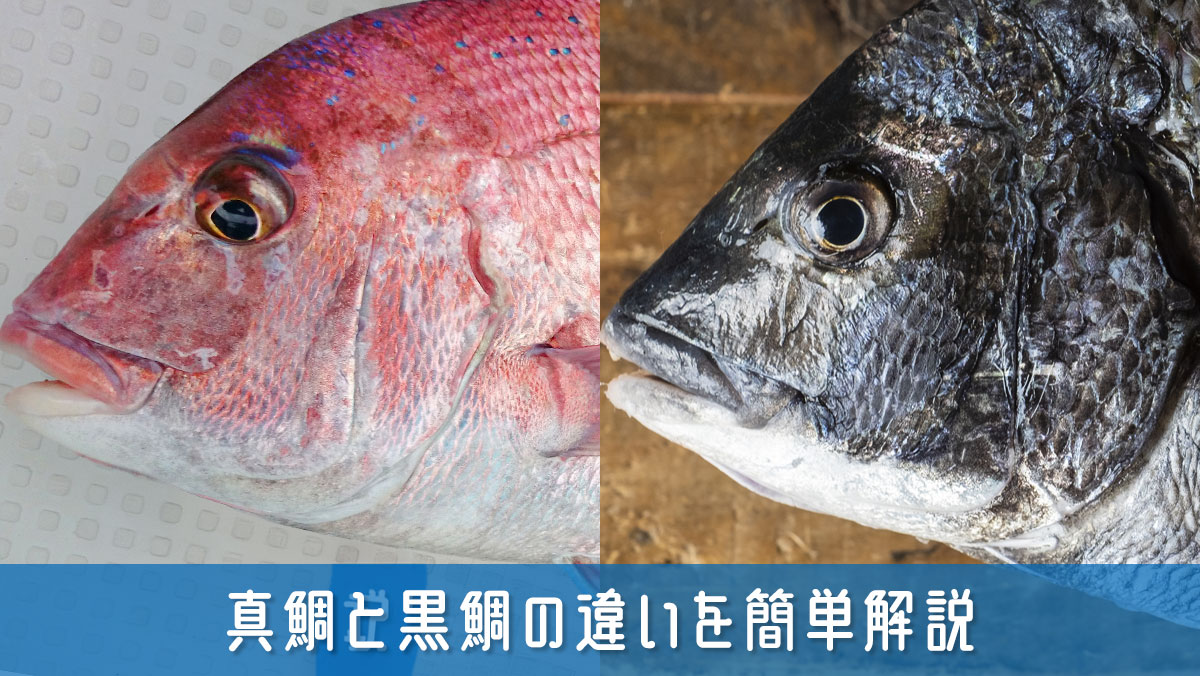 真鯛と黒鯛の違いを簡単解説！知っておきべき生息環境で味が変わる理由