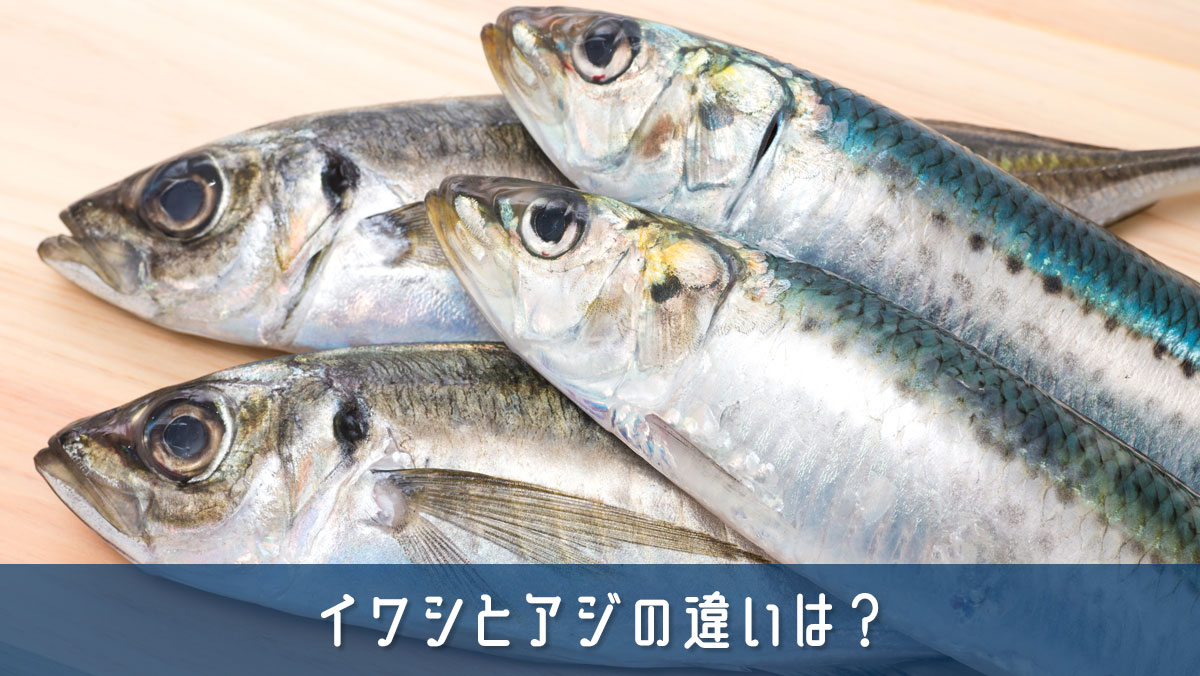 イワシとアジの違いは？見分け方・味・旬・料理の使い分けを比較