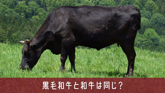 黒毛和牛と和牛は同じ？違いや4つの品種をわかりやすく解説