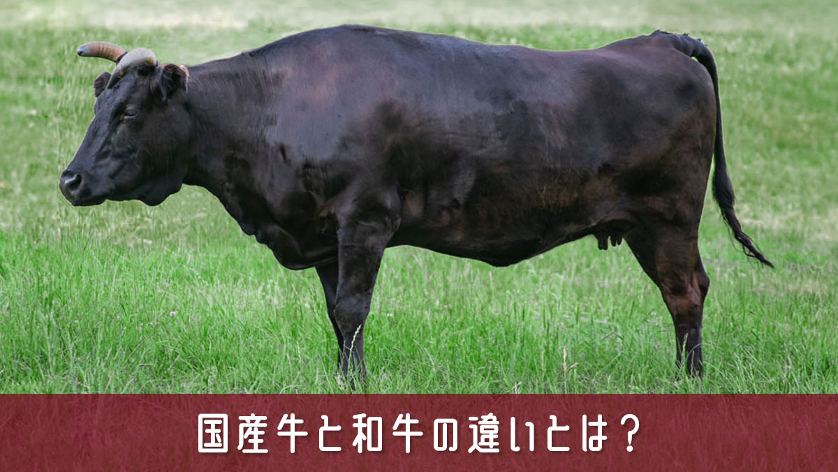 国産牛と和牛の違いとは？品種・味・値段・表示の見分け方をわかりやすく解説