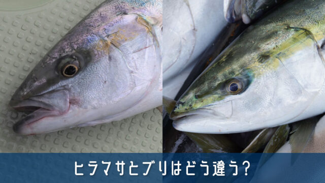 ヒラマサとブリはどう違う？見た目・味・旬をわかりやすく比較