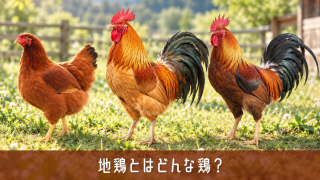 地鶏とはどんな鶏？普通の鶏肉との違いと美味しい食べ方