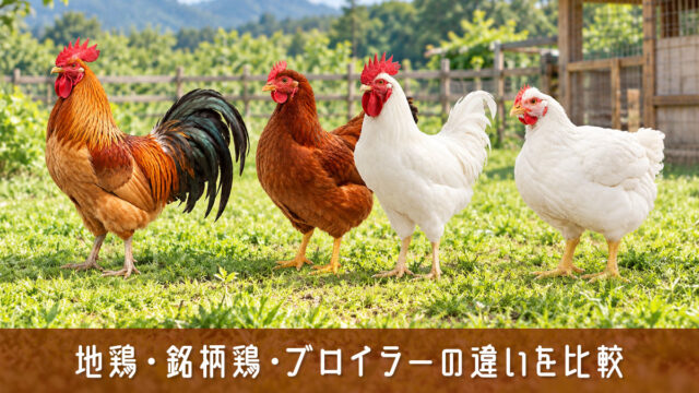 地鶏・銘柄鶏・ブロイラーの違いを比較！味・飼育方法・選び方を解説