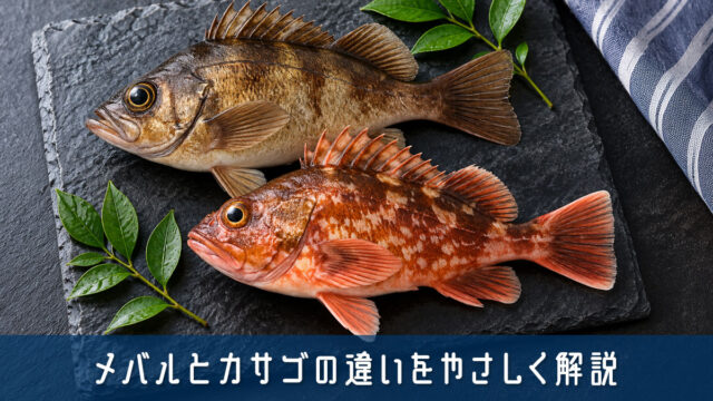 メバルとカサゴの違いをやさしく解説！家庭料理に役立つ基礎知識