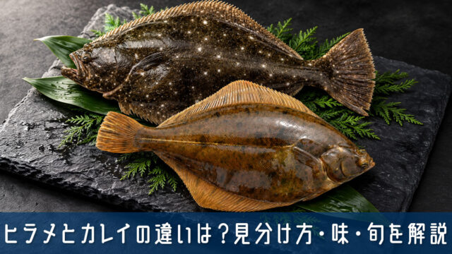 ヒラメとカレイの違いは？見分け方・味・旬・料理をわかりやすく解説