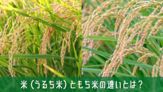 米（うるち米）ともち米の違いとは？見分け方と使い分けを簡単解説