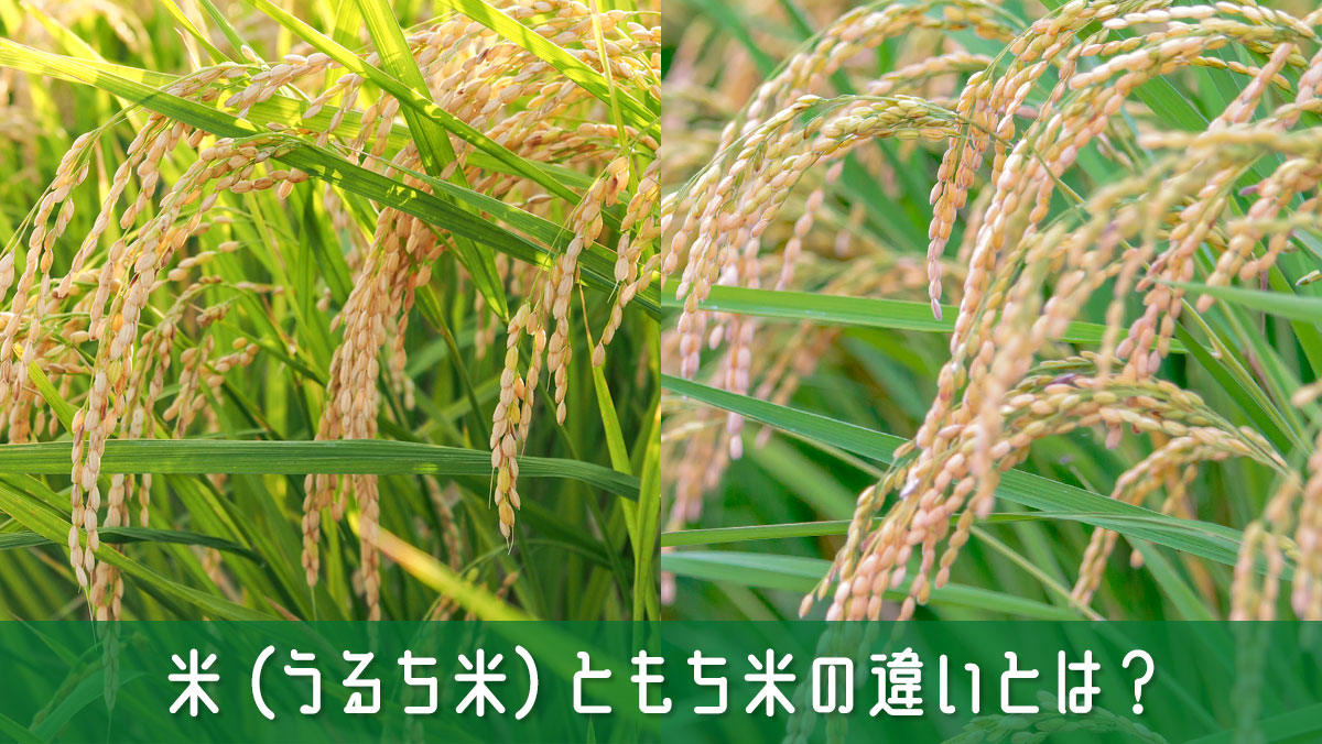 米（うるち米）ともち米の違いとは？見分け方と使い分けを簡単解説