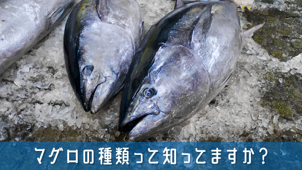 マグロの種類って知ってますか？それぞれの特徴と魅力を簡単解説