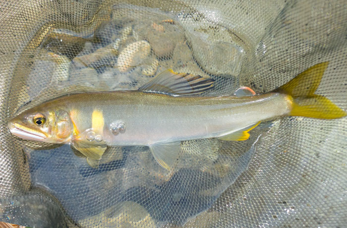 夏（6月・7月・8月）が旬の魚介類｜食ノート