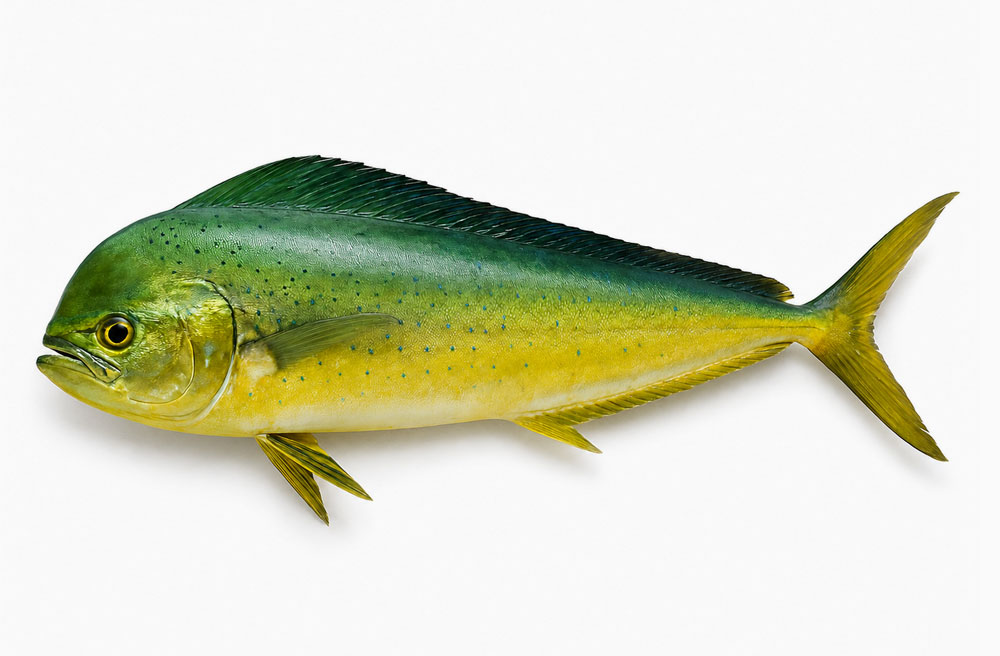 シイラ